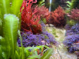 Fastest-Growing Aquarium Plants for Your Tank