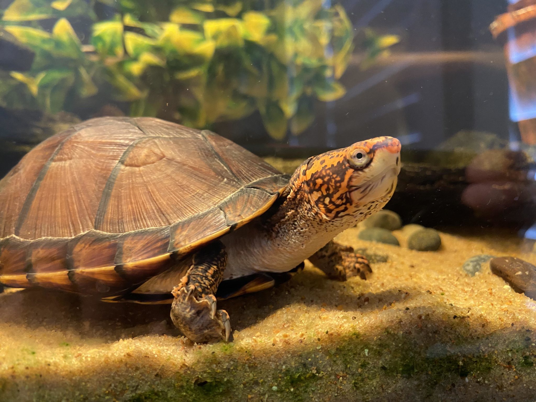 Mud Turtle Care 101 Complete Guide to Tank Size, Breeding, and Disease