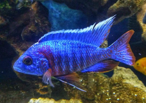 Feeding Peacock Cichlids