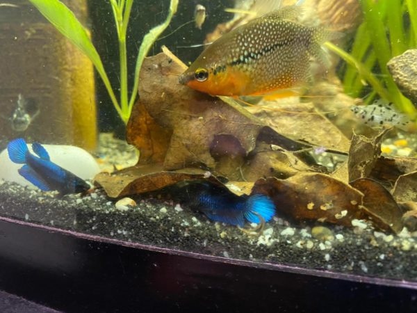 Feeding Pearl Gourami