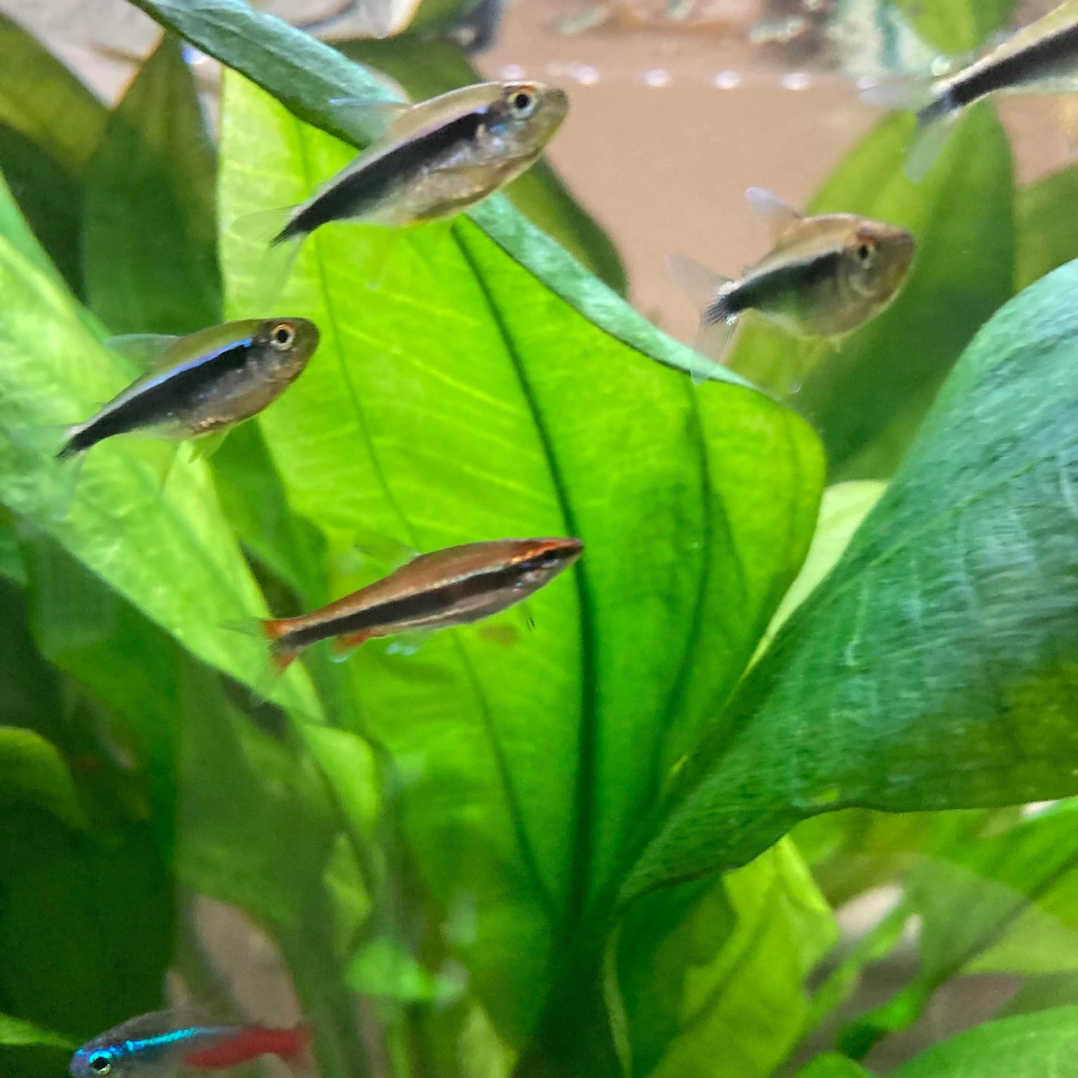 Pencilfish : Full Care Guide, Breeding, Tank Size and Disease