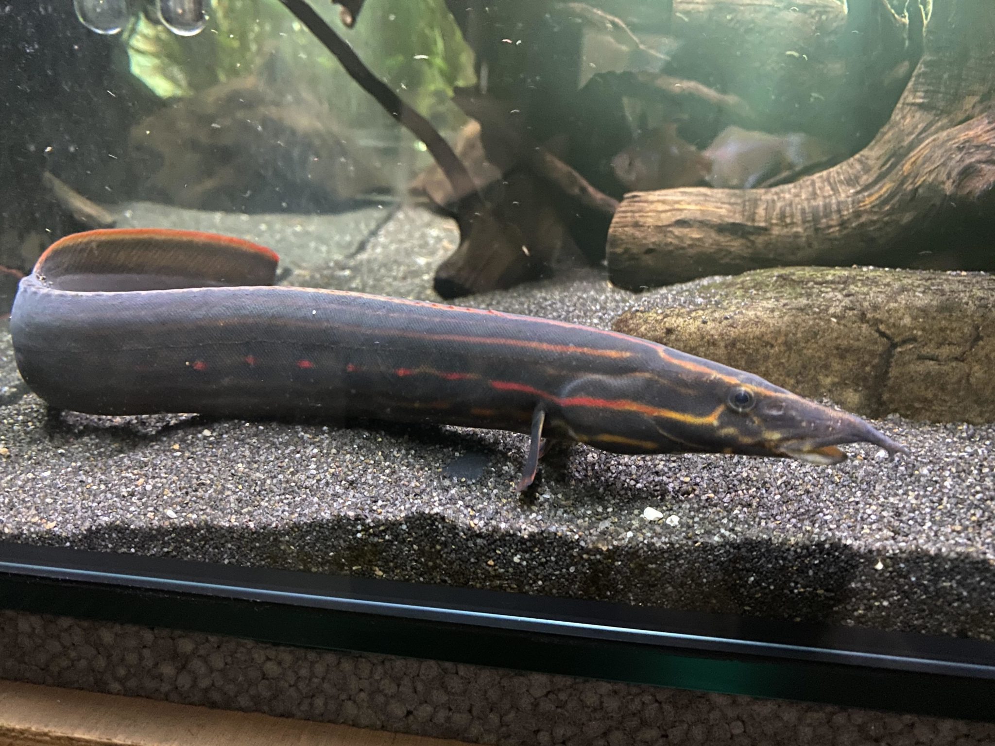 Fire Eel Natural Care Guide, Breeding, Tank Size and Disease