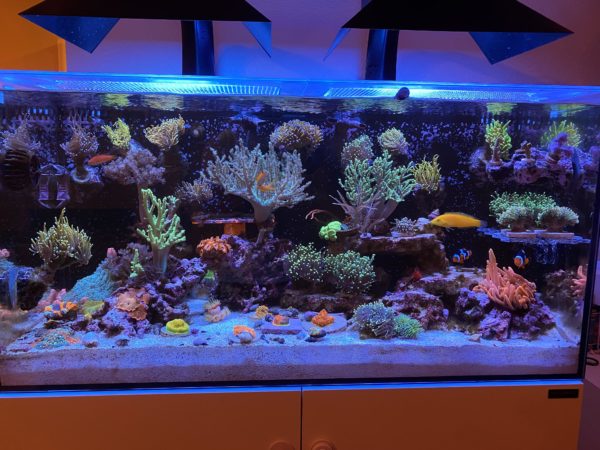 Fishes in Reef Tank