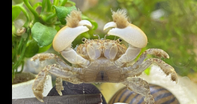Freshwater Pom Pom Crab
