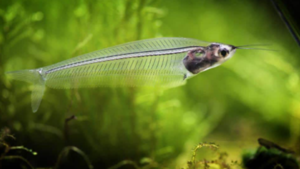 Glassfish in Planted Tank