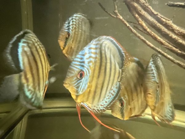 Green Discus 