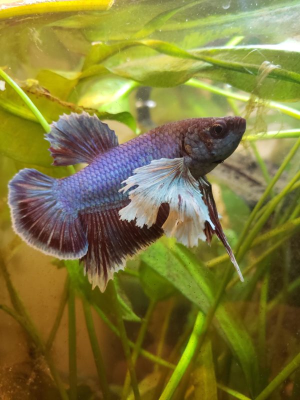 Healthy Elephant Ear Betta