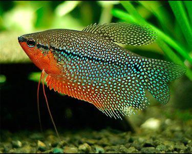 Healthy Pearl Gourami