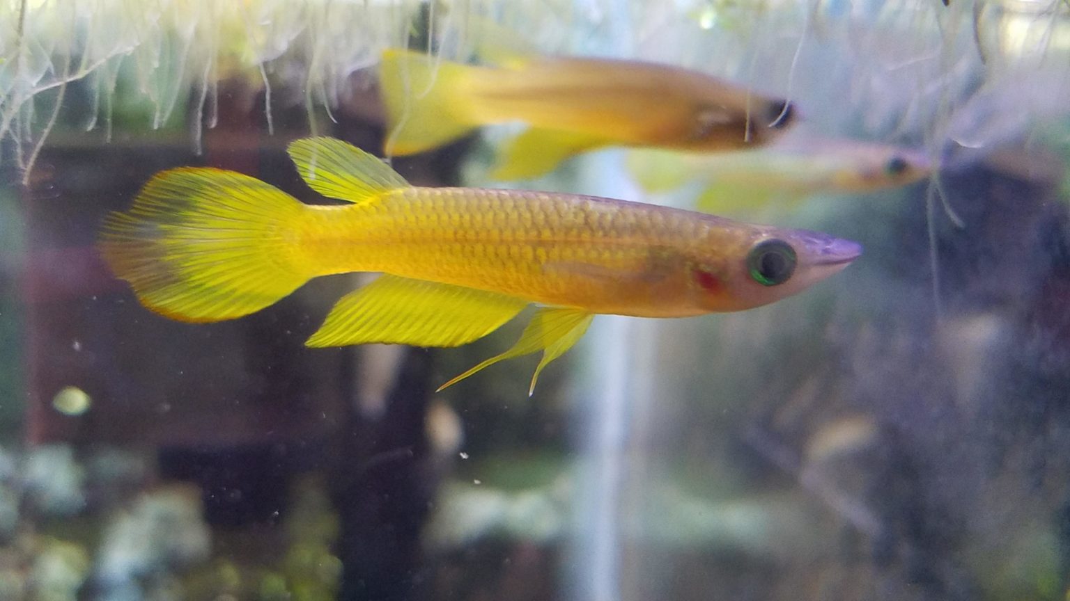 Killifish 101: Care Guide, Breeding, Tank Size, and Disease