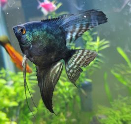 How Long Do Angelfish Live