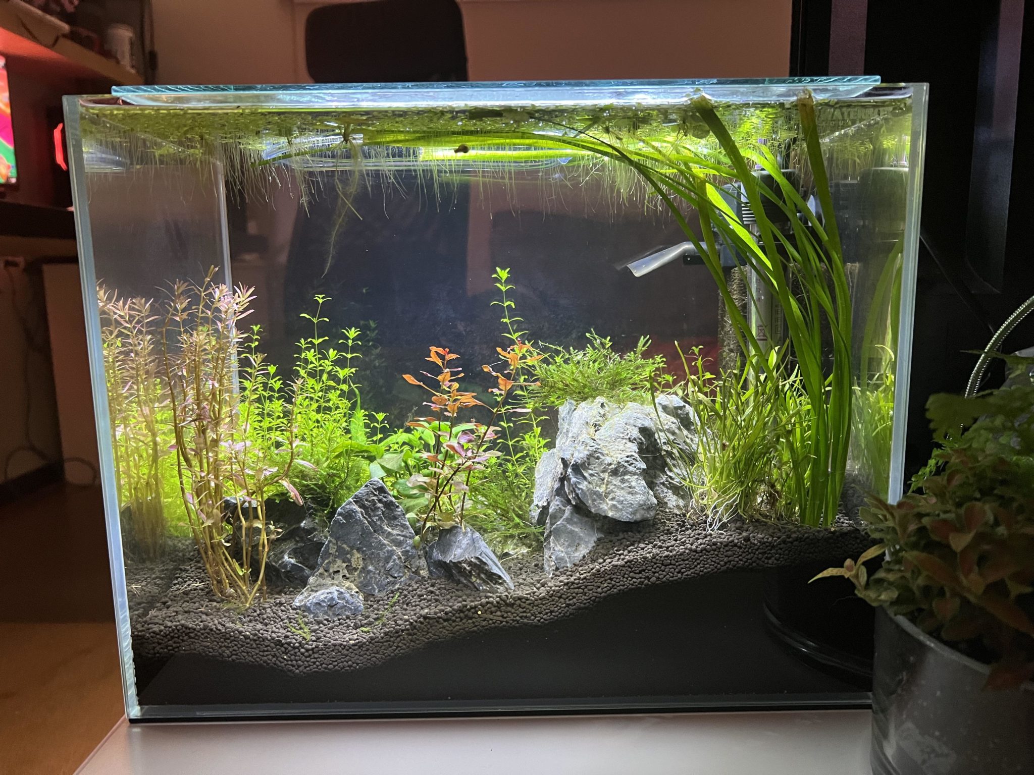 Betta Sorority Tank Setup Guide The Aquarium Guide