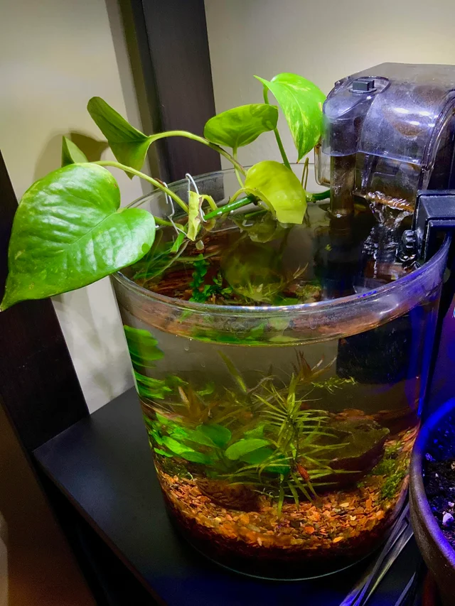 How To Plant Aquarium Plants in Pots