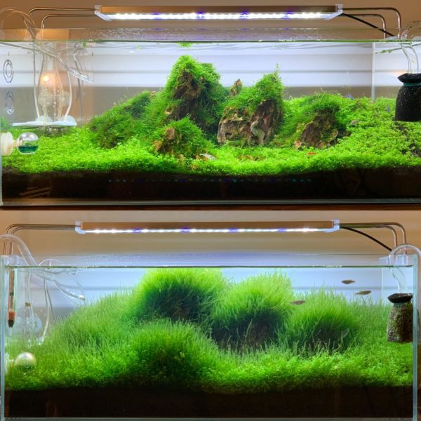 How To Make AquaTerrarium with Moss & Carpet Plant 