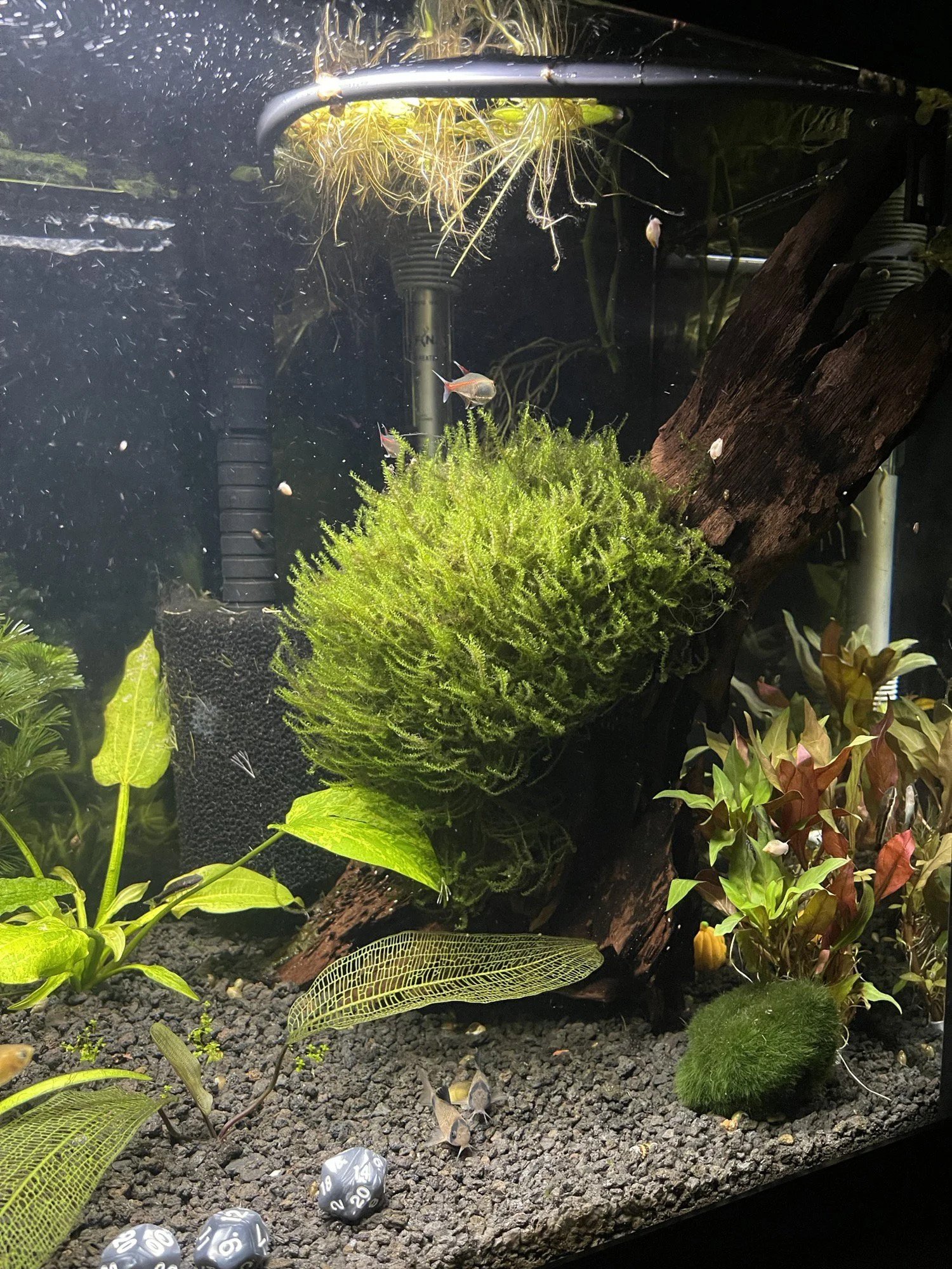 Java Moss How to Make it Grow, Design Ideas, and More