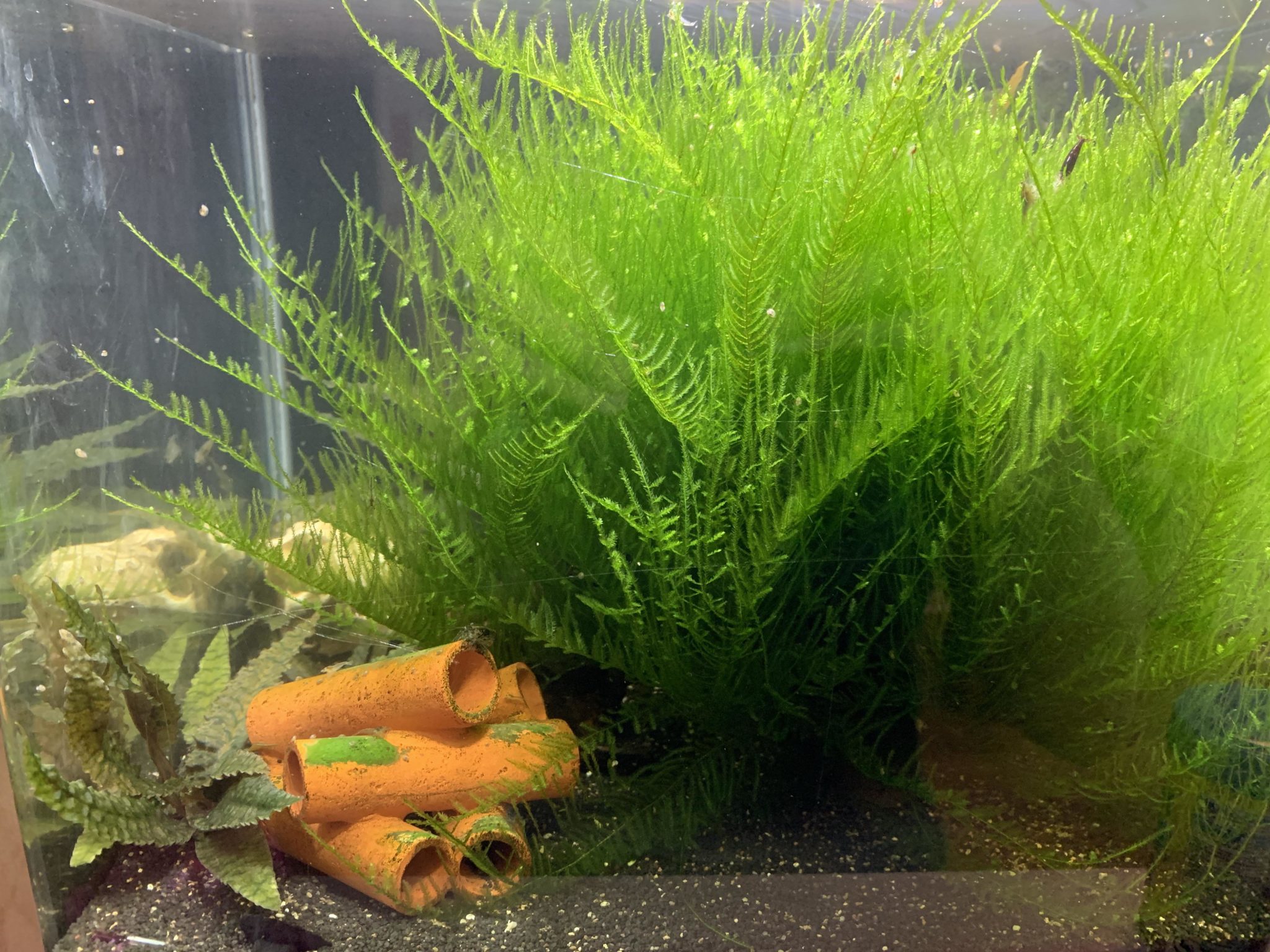Java Moss How to Make it Grow, Design Ideas, and More