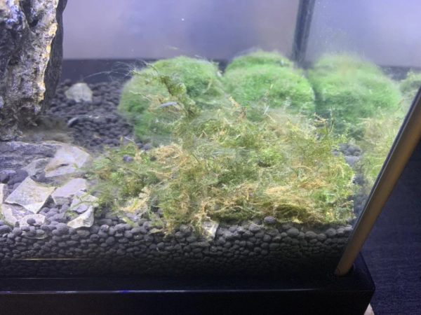 Java Moss in Bad Condition