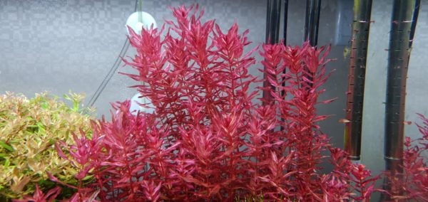 Lighting For Rotala Macrandra Plants