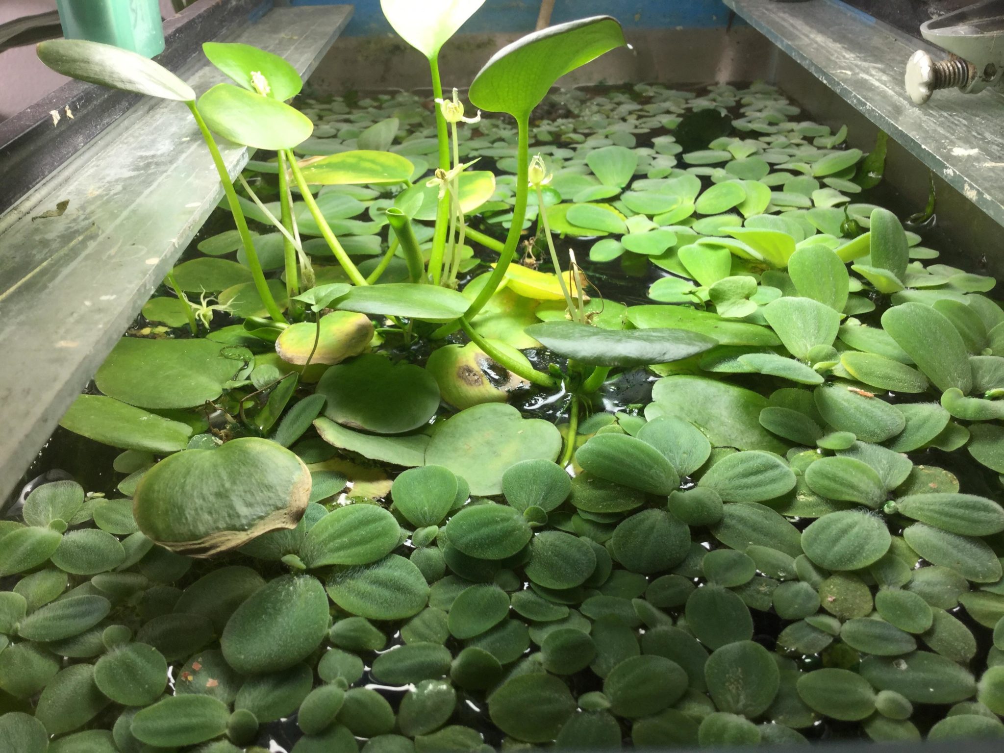 Amazon Frogbit Aquarium Plant Care Guide - Carpet, Floating ...