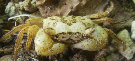 Marble Batik Crab