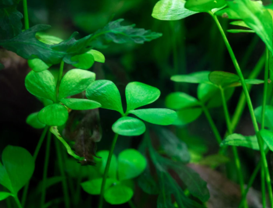 Marsilea Hirsuta Appearance