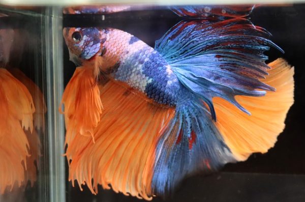 How To Make Your Betta More Colorful