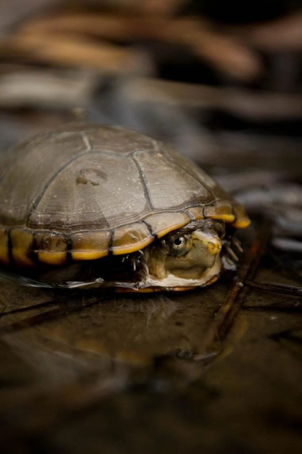 Mississippi Mud Turtle