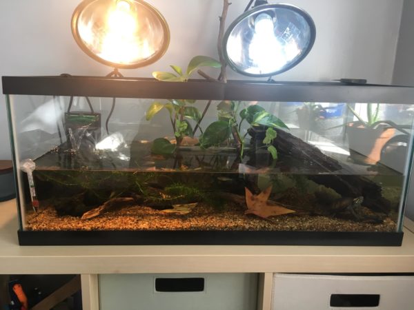 Mud Turtle Care and Tank Setup