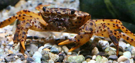 Panther Freshwater Crabs