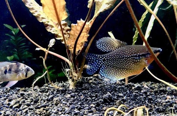 Pearl Gourami Behavior And Temperament