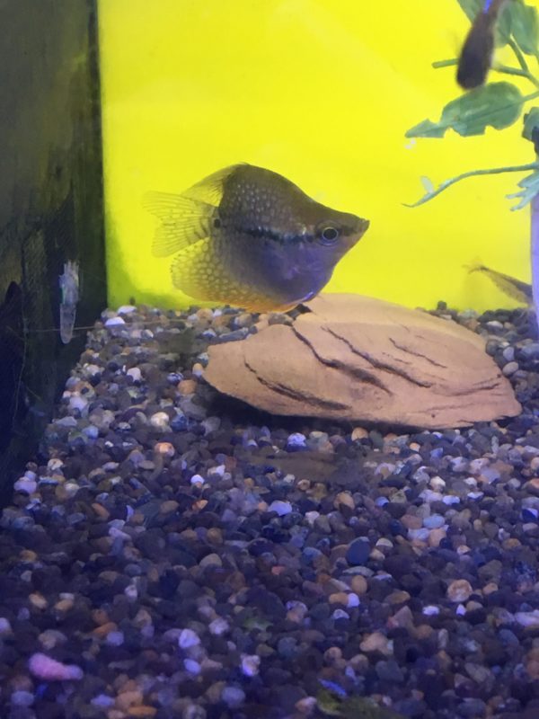 Pearl Gourami suffering from diseases