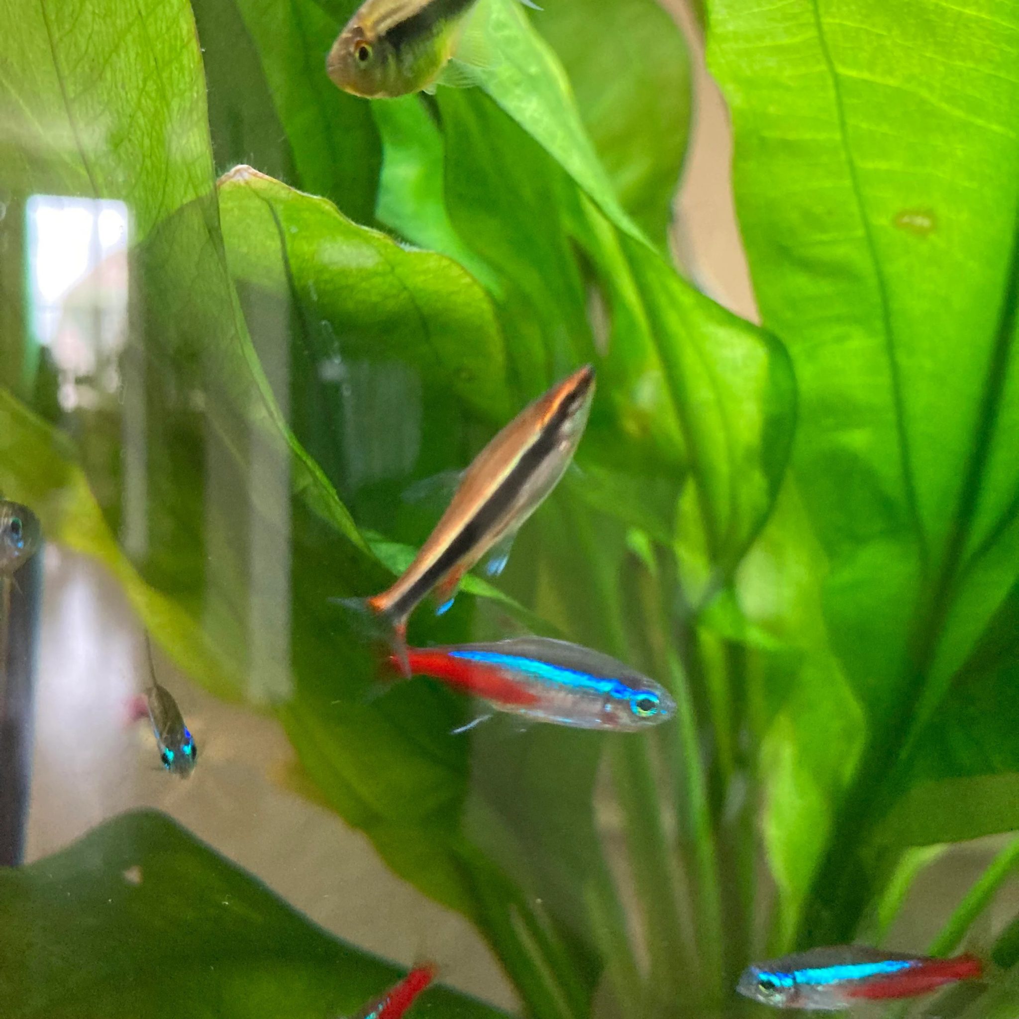 Pencilfish : Full Care Guide, Breeding, Tank Size and Disease