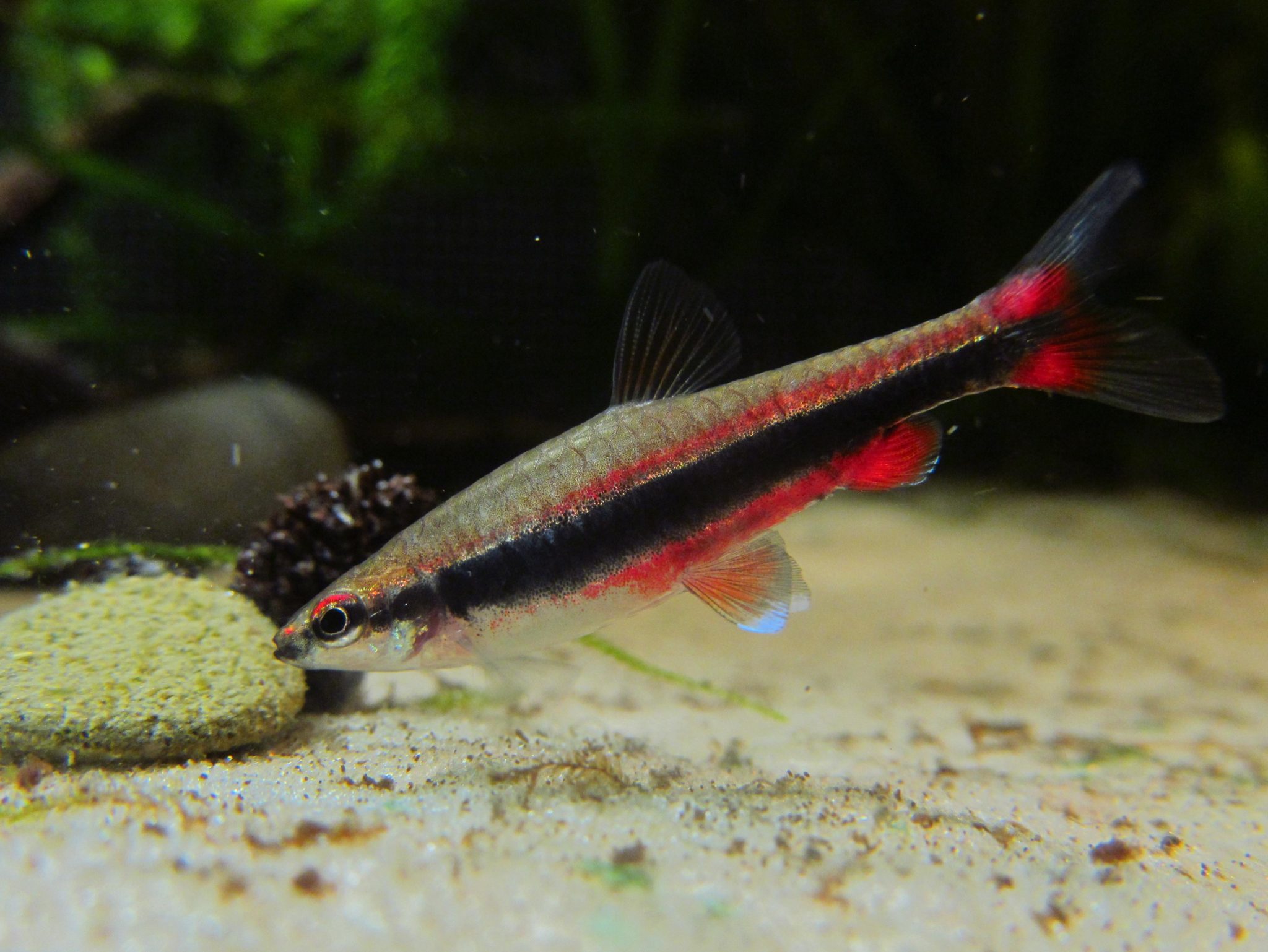 Pencilfish : Full Care Guide, Breeding, Tank Size and Disease