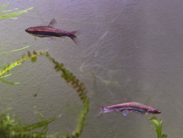 Pencilfish Compatibility and Tank Mates