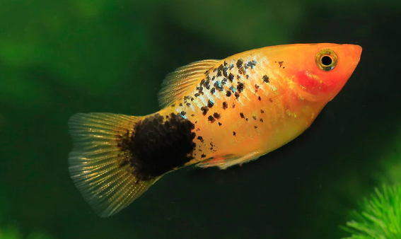 Platy Fish