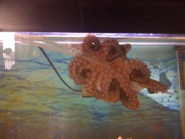 Proper Tank Set-Up For A Pet Octopus