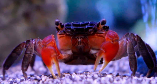 Red Claws Crab 