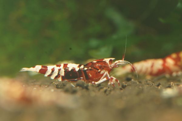 Red Galaxy Tiger Shrimp