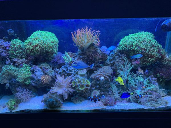 Reef Tank hardscape