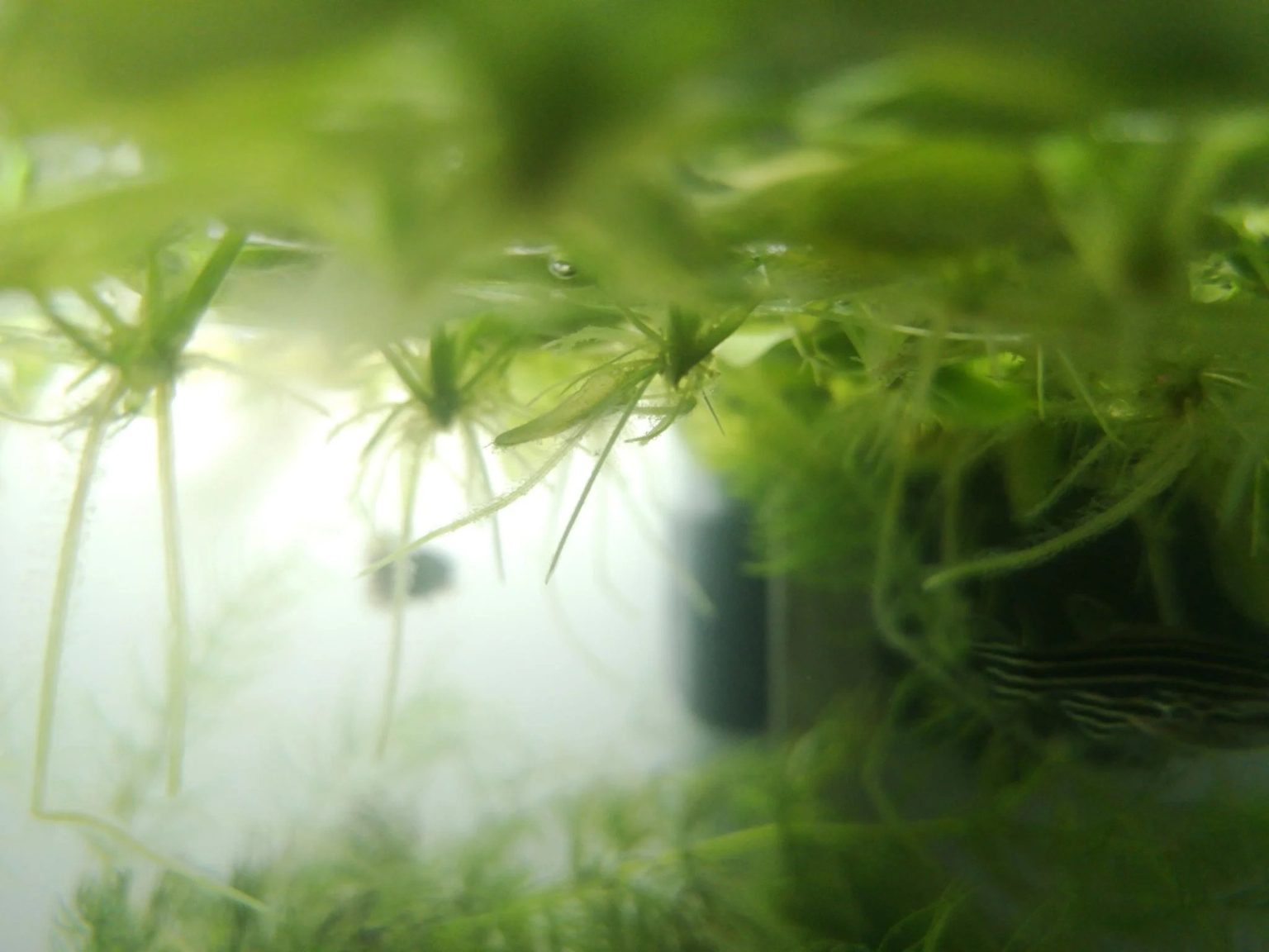 Amazon Frogbit Aquarium Plant Care Guide - Carpet, Floating ...