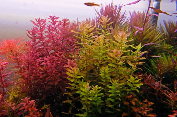 Rotala Macrandra Plant Tank Landscape