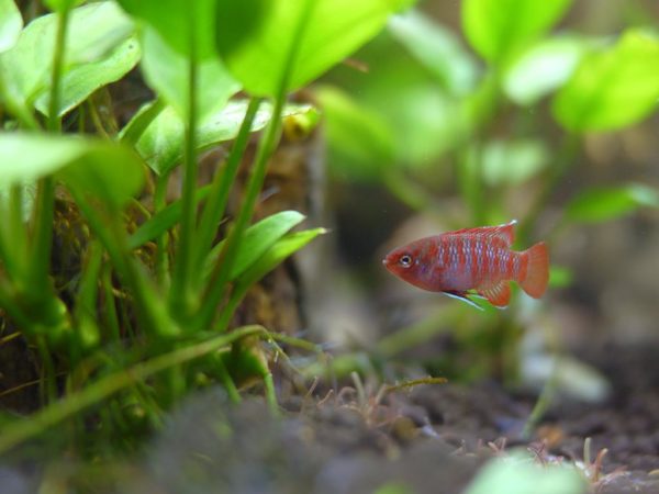Scarlet Badis Care And Tank Conditions