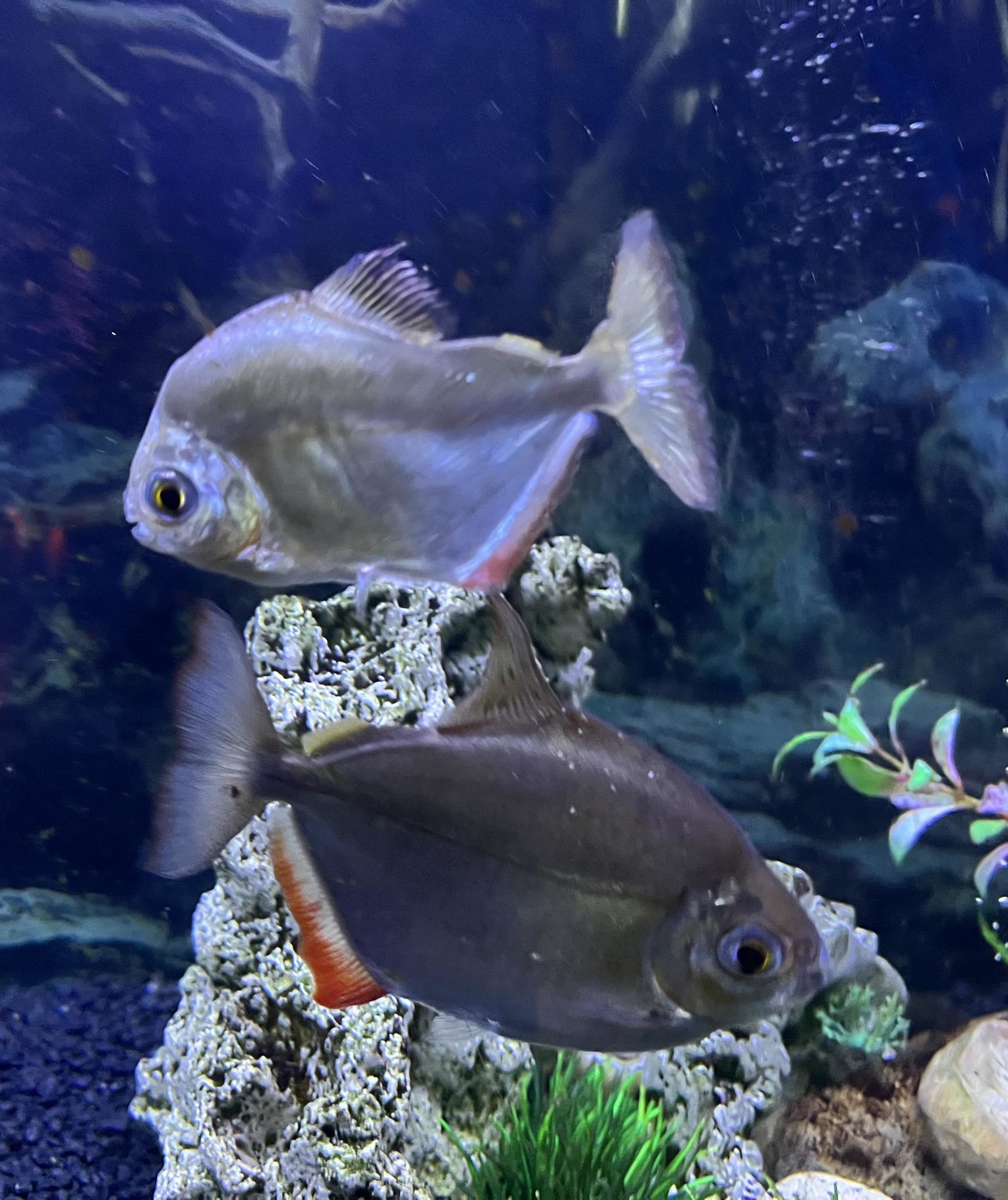 Silver Dollar Care Guide Breeding Tank Size Diseases 2022 silver-dollar-care-guide-breeding-tank-size-diseases-2022