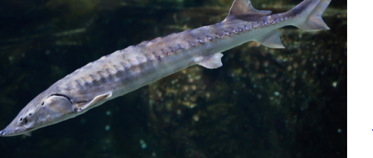 Sturgeon