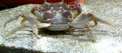 Tanganyika Crabs