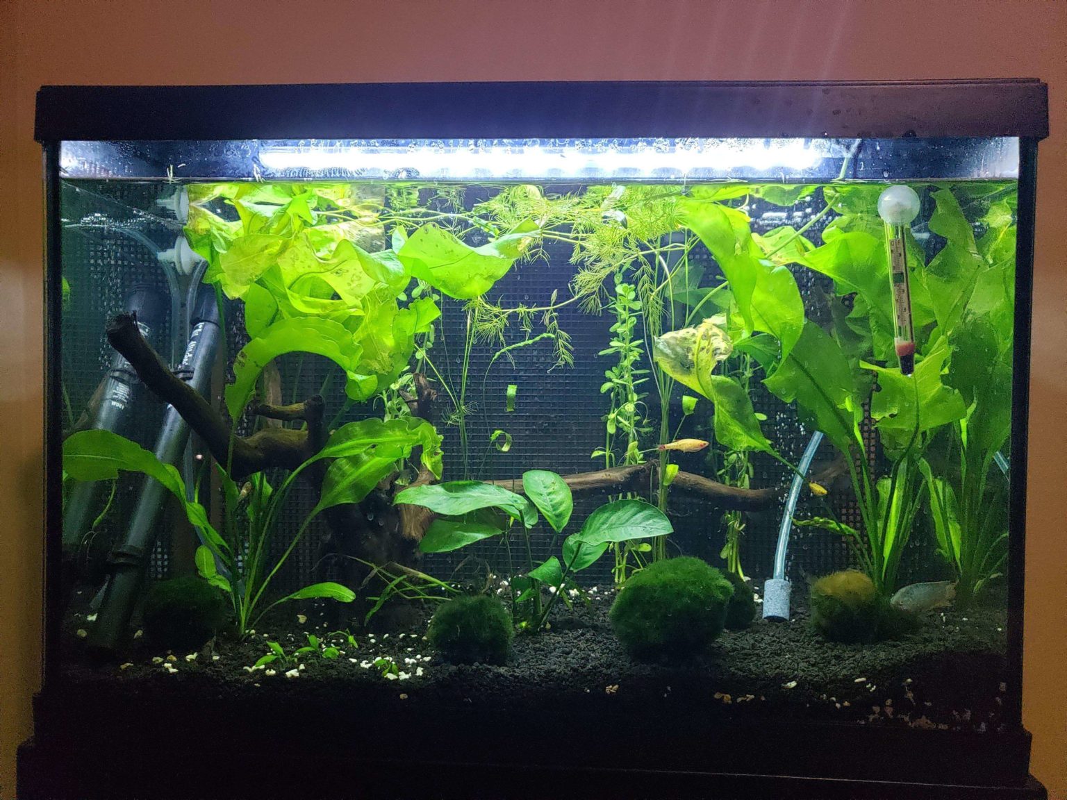 Is Blue Light Good for Aquarium Plants? - The Aquarium Guide