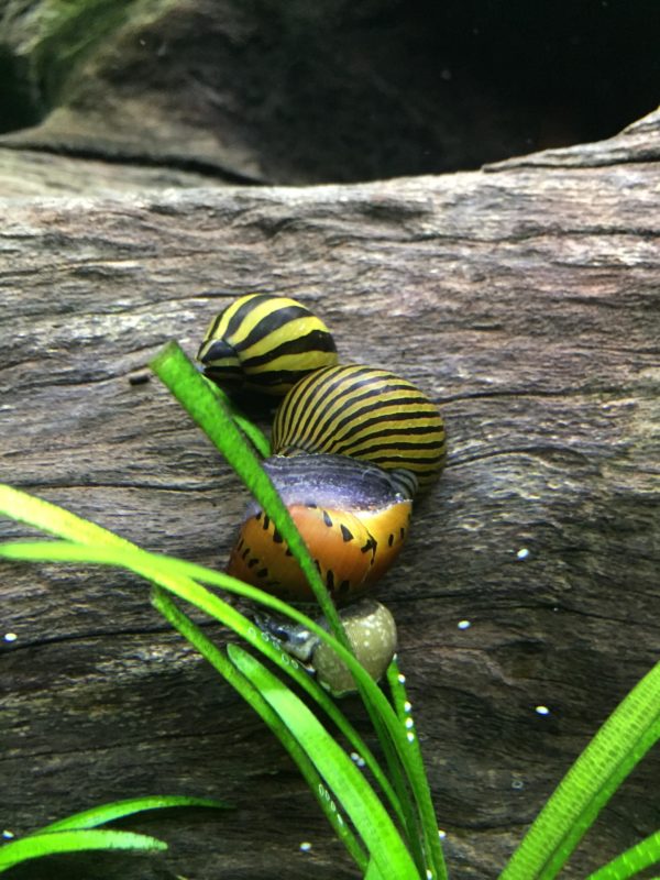 Tank Mates for Zebra Snail