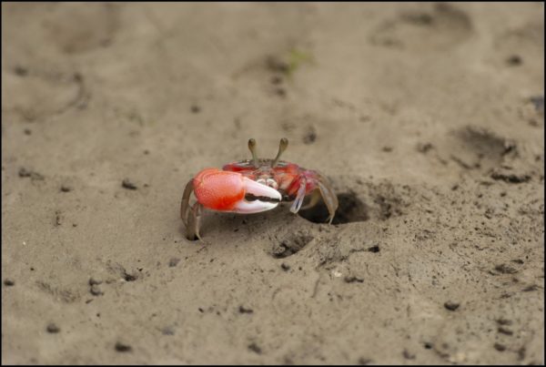 Tank Setup for Freshwater Crabs