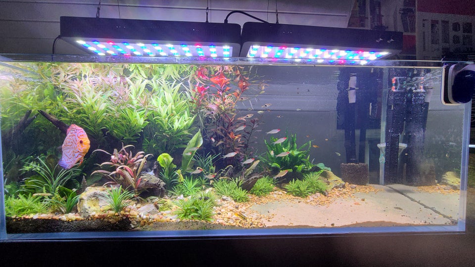 How Long Does It Take To Cycle A Tank? Guide)