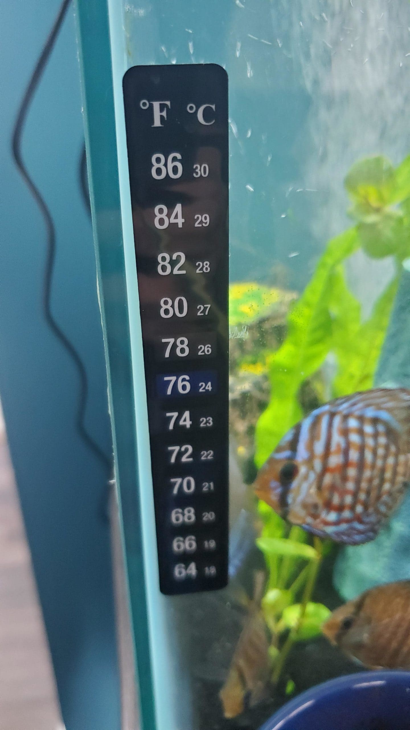 Can Fish Have Seizures? Let's find out! The Aquarium Guide