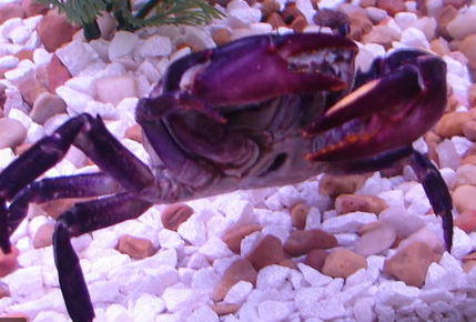 Thai Devil Crab